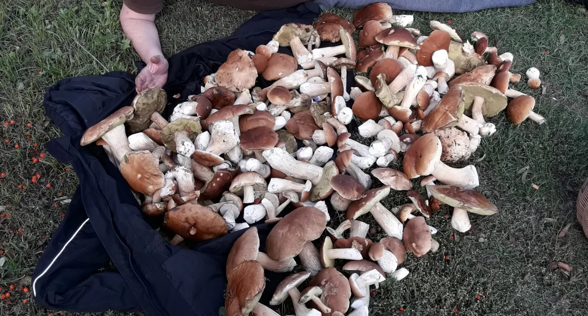 Szok! Tyle grzybów w skarżyskich lasach dawno nie było