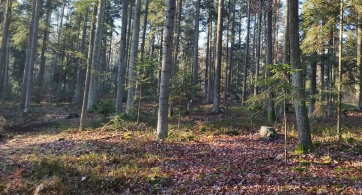 Po wycince w Puszczy Jodłowej odwołano Jarosława Olesia, Nadleśniczego w Suchedniowie