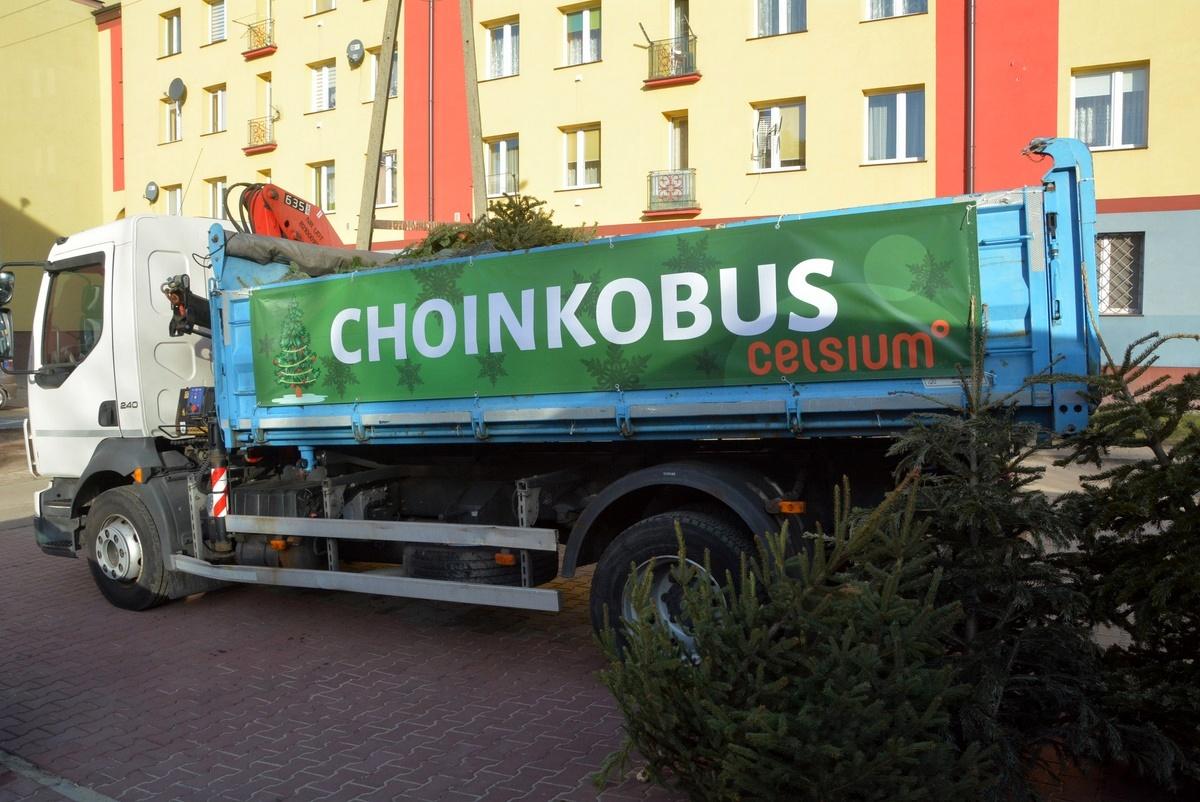 Firma Celsium odbierała choinki od mieszkańców Skarżyska