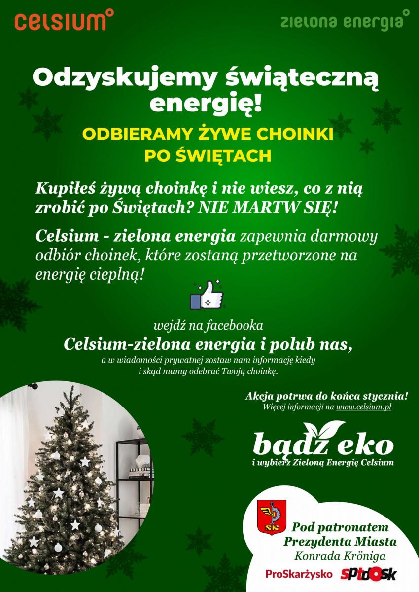 Kupiłeś żywą choinkę? Nie wiesz co z nią zrobić?