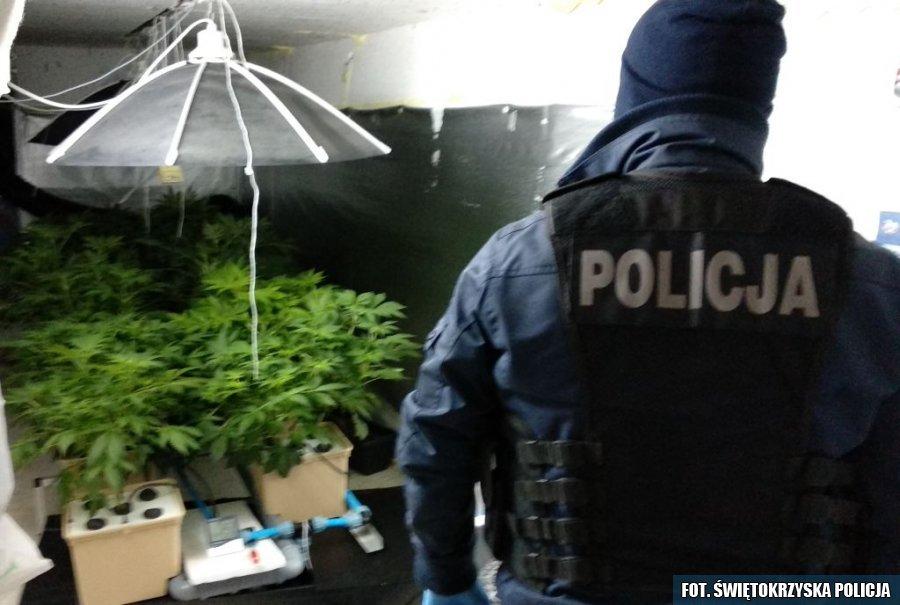 Zlikwidowali podziemną plantację