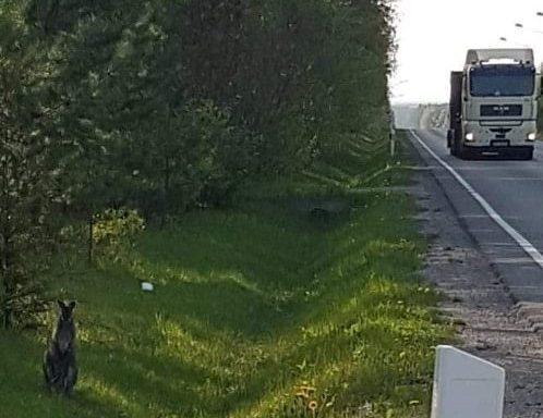 Kangurek uciekł. Trwają poszukiwania. Jest nagroda!