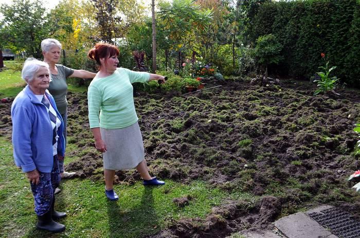 Dziki niszczą teren na prywatnych posesjach
