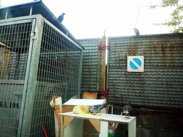 Jedzenie na śmietniku, zwierzęta żerują