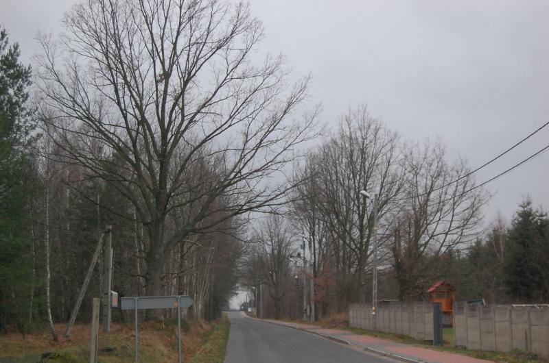 Sprawa dębów powraca