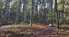 Zdjęcie przedstawia: Po wycince w Puszczy Jodłowej odwołano Jarosława Olesia, Nadleśniczego w Suchedniowie