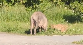 Wataha dzików znów w Skarżysku. Policja apeluje do m&hellip;