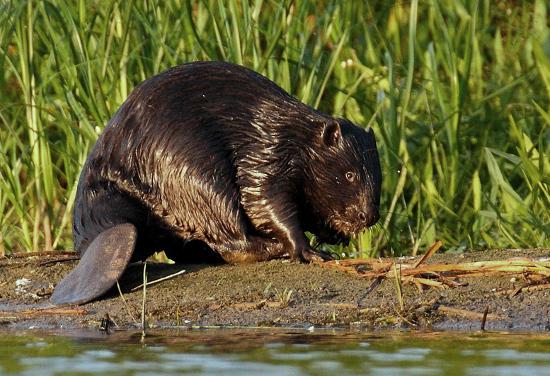 Bobry odwiedziły staruszków... Weekendowego intruza pojmano