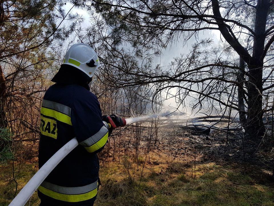 Duży leśny pożar gasiło 50 strażaków i samoloty