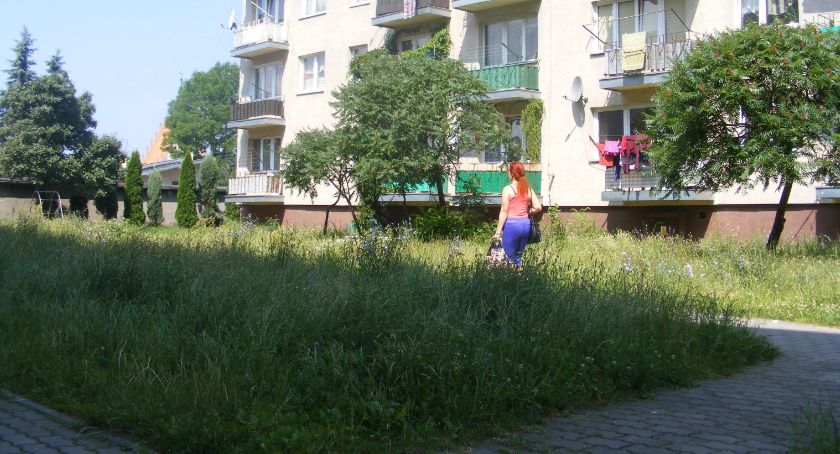 Szydłowiec: Mniej koszenia traw na publicznych terenach
