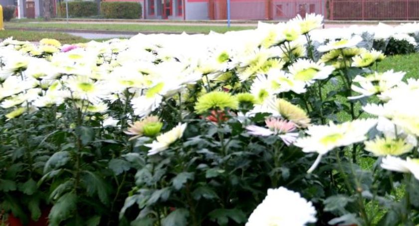 20 zł i 3 zł. Pomoc dla producentów i sprzedawców chryzantem