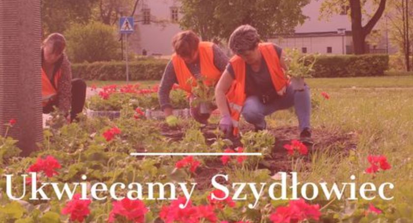 Szydłowiec pełen kwiatów!