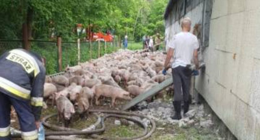 Gigantyczny pożar. Spłonęło 400 zwierząt!