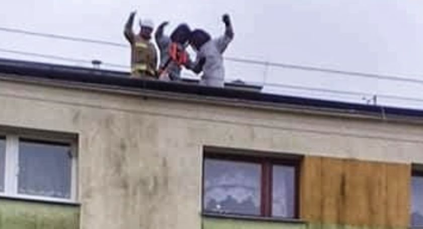 Orońsko. Szerszenie zadomowiły się w bloku mieszkalnym!