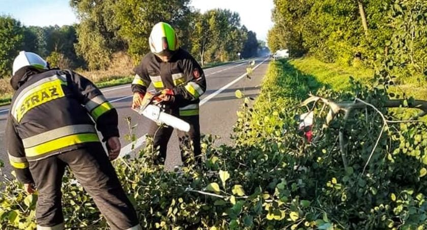Orońsko. Drzewo na ulicy. Nie uwierzysz przez kogo!