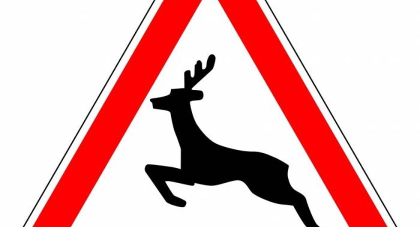 Strażacy pomogli jej wrócić do lasu