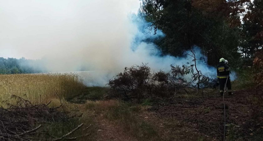 Strażacy w akcji: Walka z pożarem lasu w Guzowie