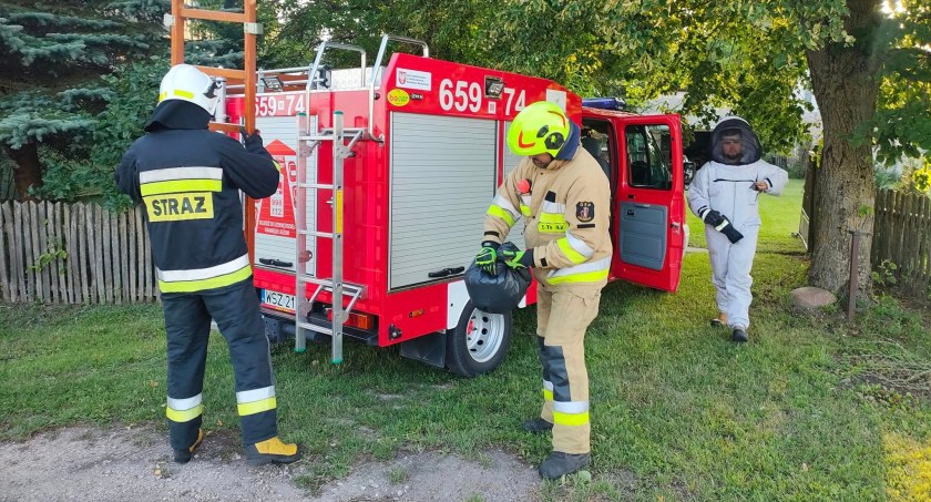 Gniazdo szerszeni na mieszkalnym budynku. Skuteczna interwencja strażaków