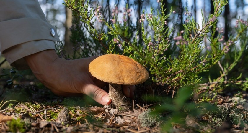 Zweryfikuj jadalność grzybów z PSSE Szydłowiec. Konsultacje grzyboznawcy