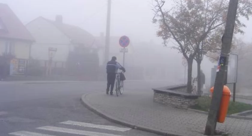 Szydłowiec. Tam gdzie nie ma takiej potrzeby liści nie zbieramy!