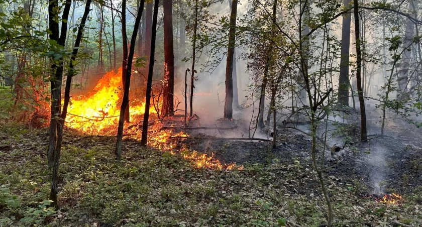 Groźny pożar lasu w rejonie Helenów - Śniadków. Akcja gaśnicza trwała ponad 5 godzin