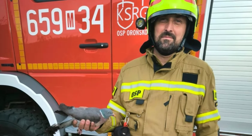 Każde życie się liczy. Akcja ratunkowa strażaków w Orońsku