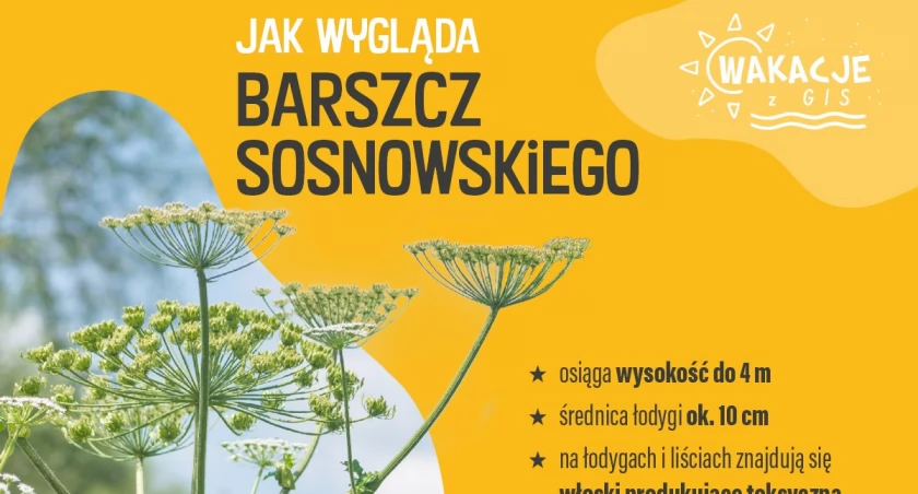 Szydłowiecki Sanepid ostrzega przed Barszczem Sosnowskiego!