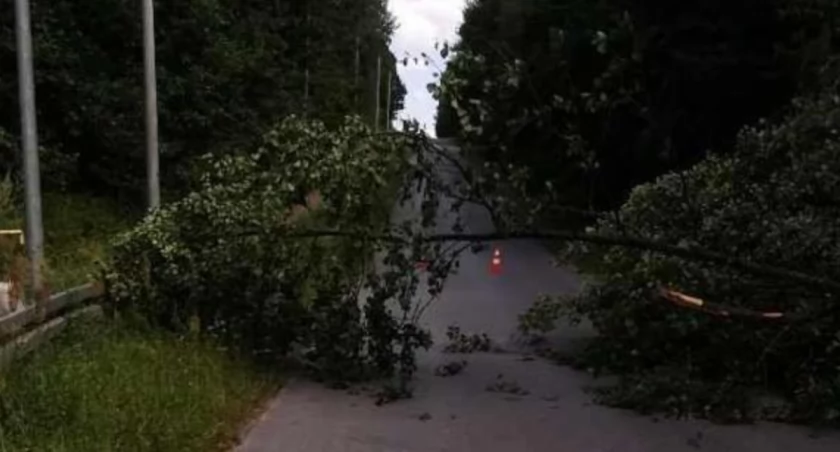 Straż pożarna w Szydłowcu. Gniazda owadów, powalone drzewa i miejscower zagrożenia