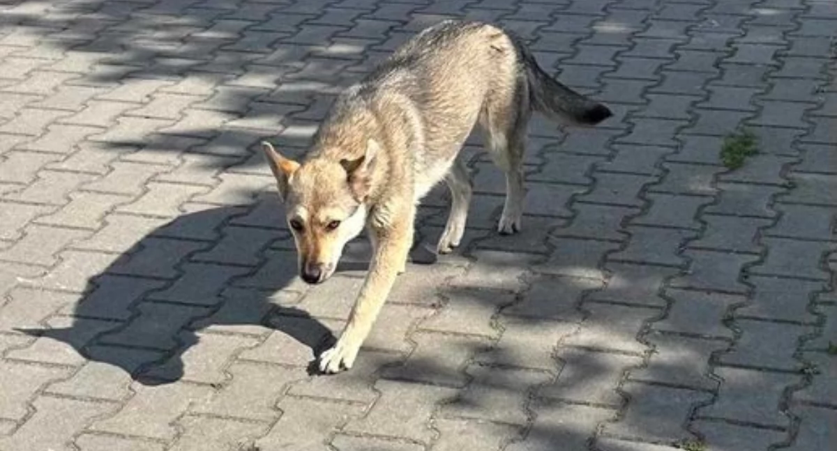 Wałsnów. Adoptuj psa!