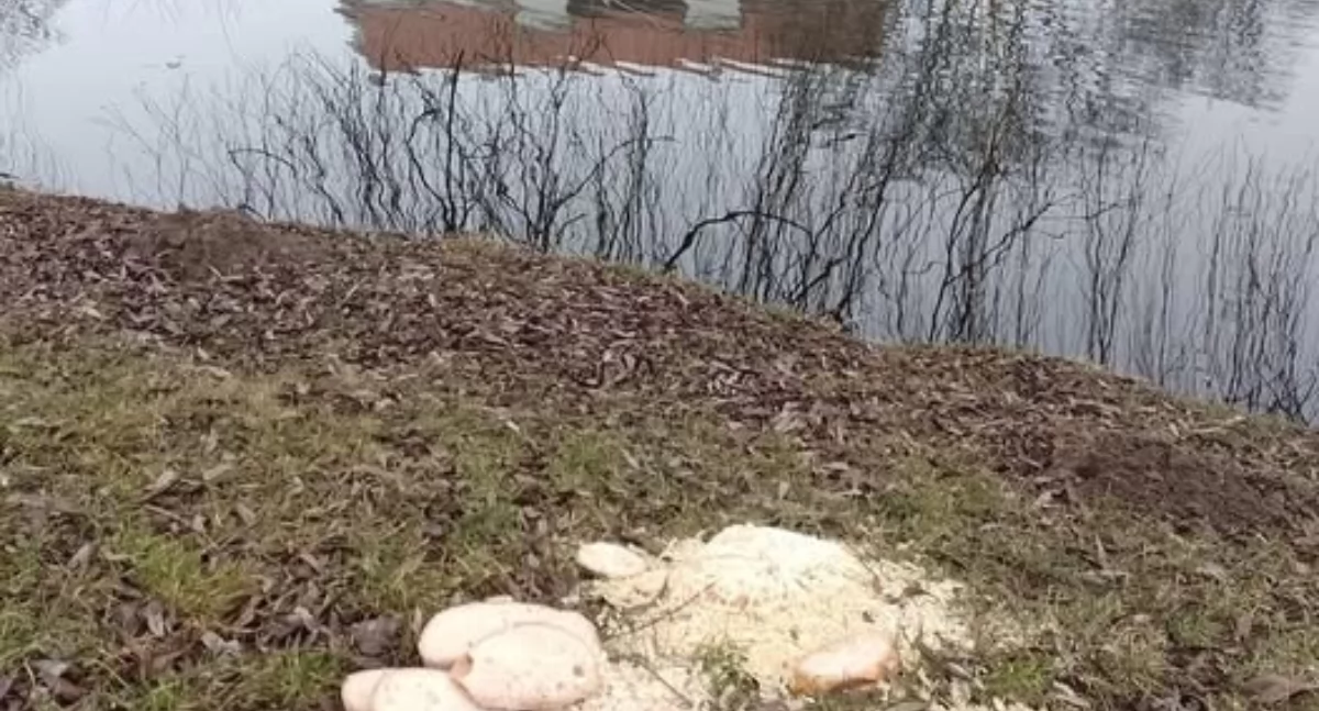 W Parku Radziwiłłowskim nie karm kaczek chlebem!