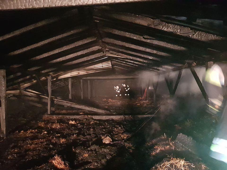 Pożar chlewni. 580 świń z płomieni uratowanych