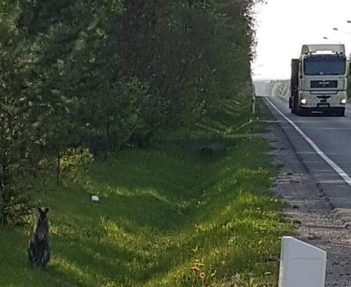 Kangurek uciekł. Trwają poszukiwania. Jest nagroda!