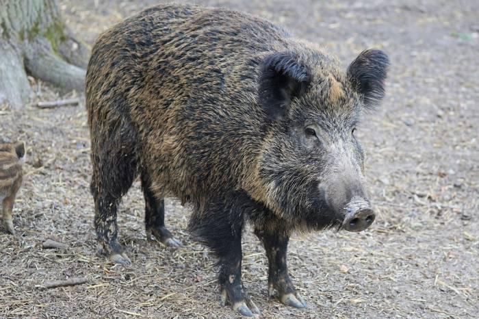 Ryjący smakosze szukają robaków... przy drogach i na podwórkach
