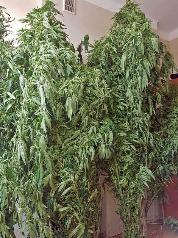 Plantacja marihuany w środku lasu