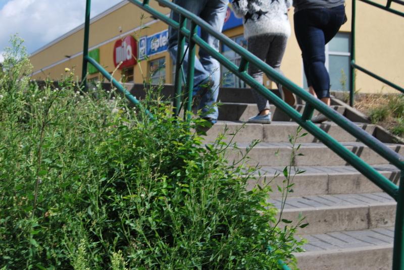 Zapomniane chwasty straszą...