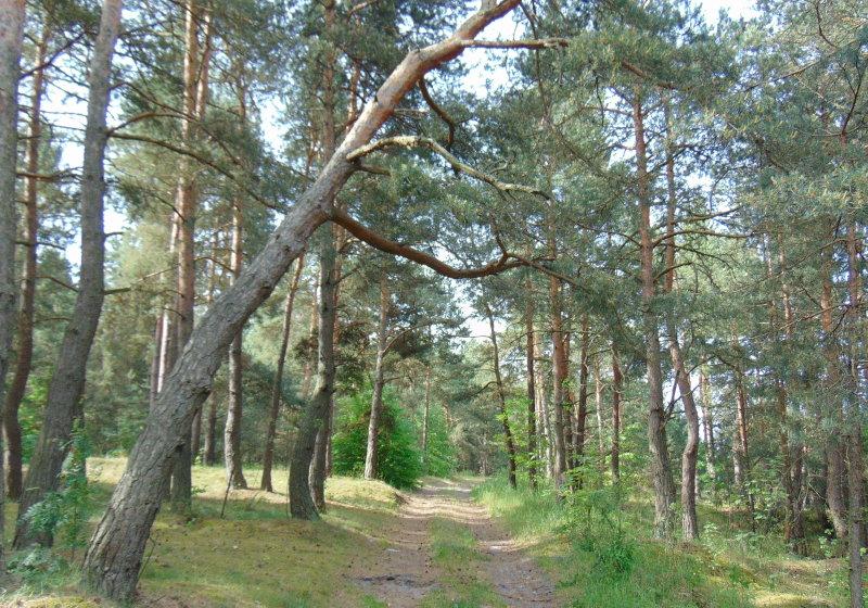 Szalały leśne pożary
