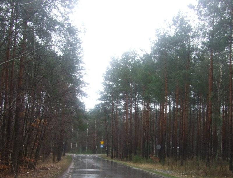 Wytropią leśnego podpalacza?