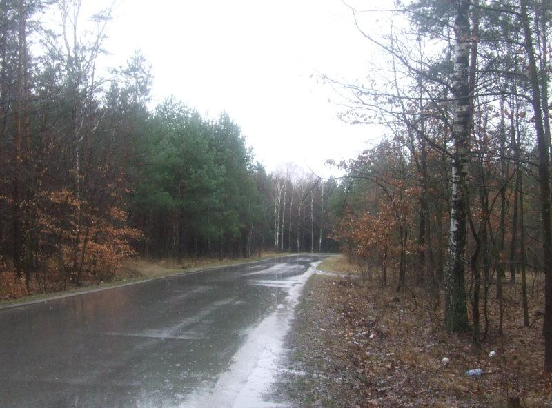 Płoną młodniki i leśne poszycie