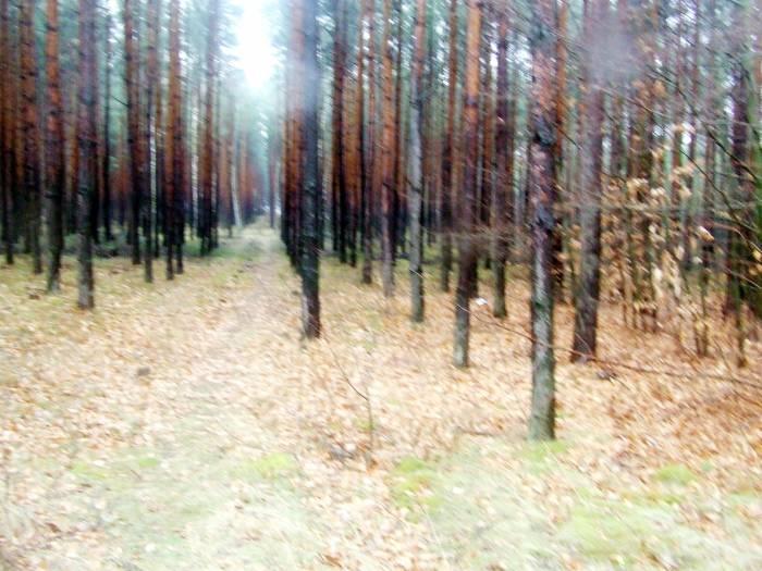 Płoną także lasy