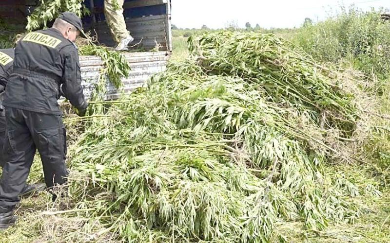 Czy trop zaprowadził śledczych do plantatora?