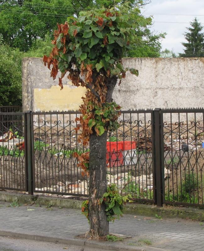 Fałszywy alarm...