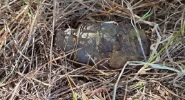 Grzybiarz znalazł granat na terenie gminy Mirów – in…
