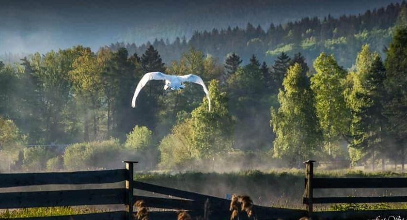 Stawy Karpnickie - Naturalne piękno karkonoskiego krajobrazu