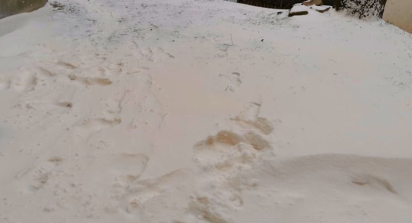 Żółty śnieg w Karkonoszach