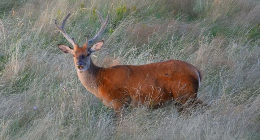 Fauna Karkonoszy - Jakie zwierzęta możemy spotkać na szlaku