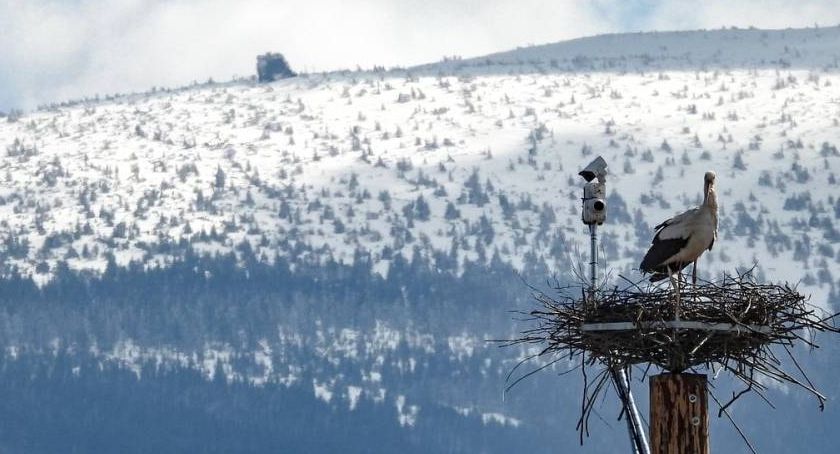 Bociany w Karkonoszach