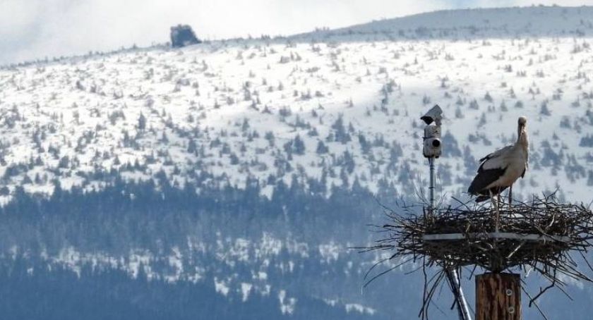 Z Karkonoszy w ciepłe kraje. Migracje ptaków.