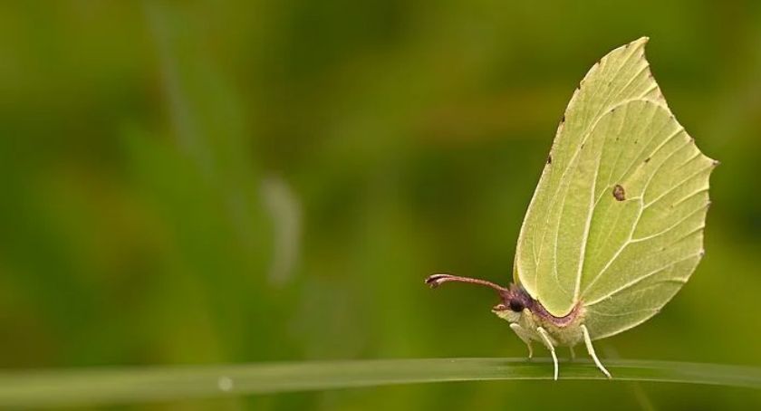 Latolistek cytrynek w Karkonoszach