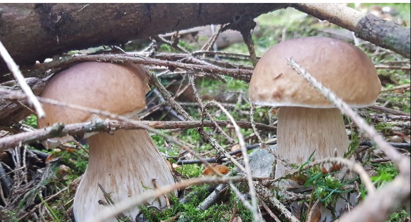 Grzybobranie w Karkonoszach. Zdjęcia czytelników.