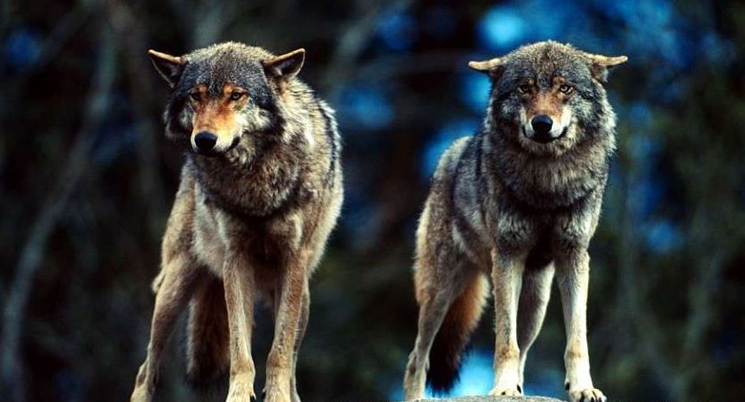 Wilki w Karkonoszach